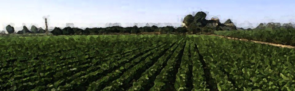 New Economic Thinking, Teaching and Policy Perspectives – 
A Brazilian Perspective within a Global Dialogue